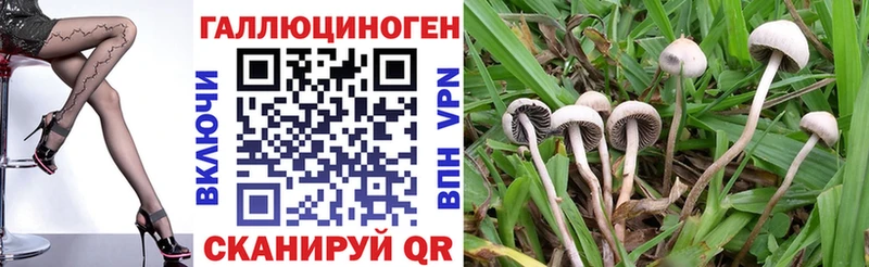 Галлюциногенные грибы Cubensis  Злынка 